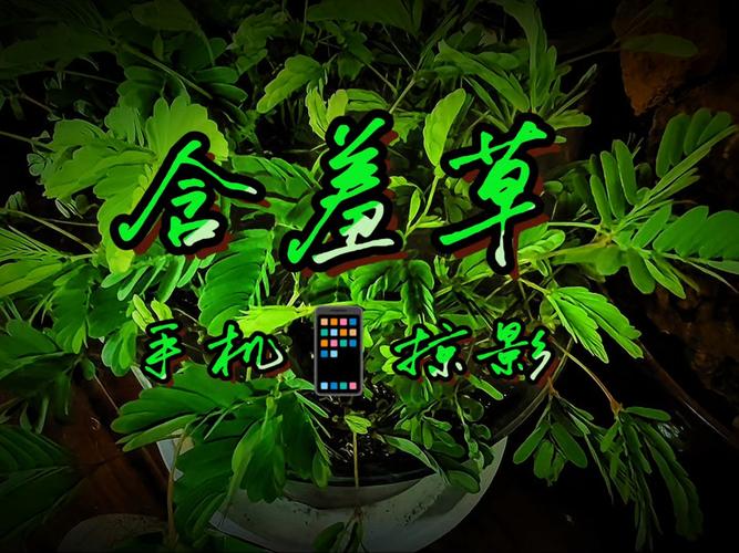 黑丝av观看的相关介绍